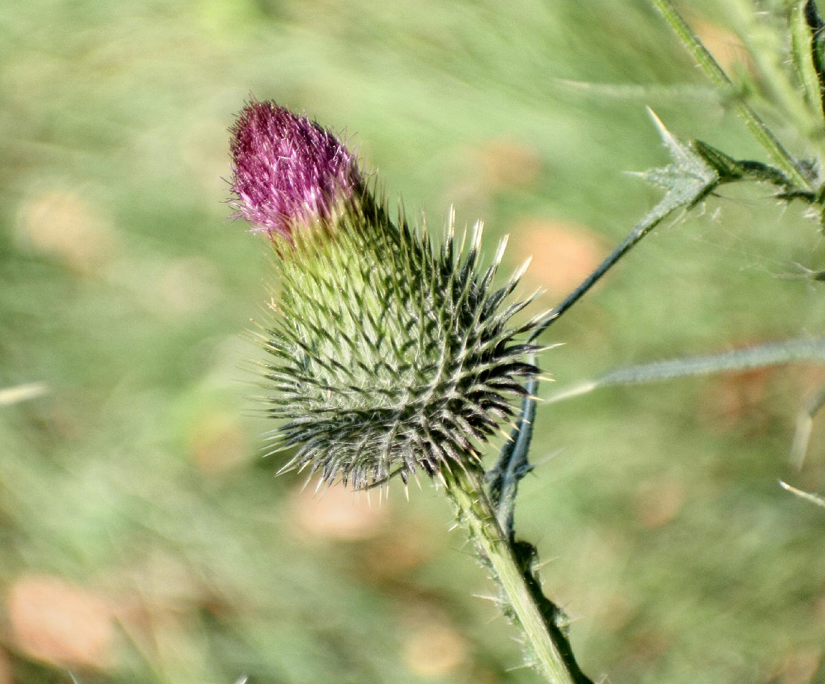 Cirsium vulgare